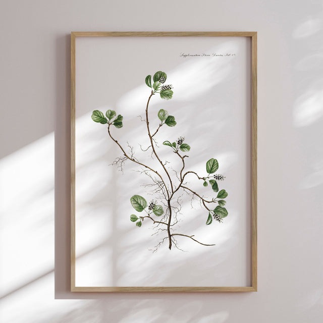 Plakat - Flora Danica 10 - Incado