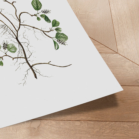 Plakat - Flora Danica 10 - Incado