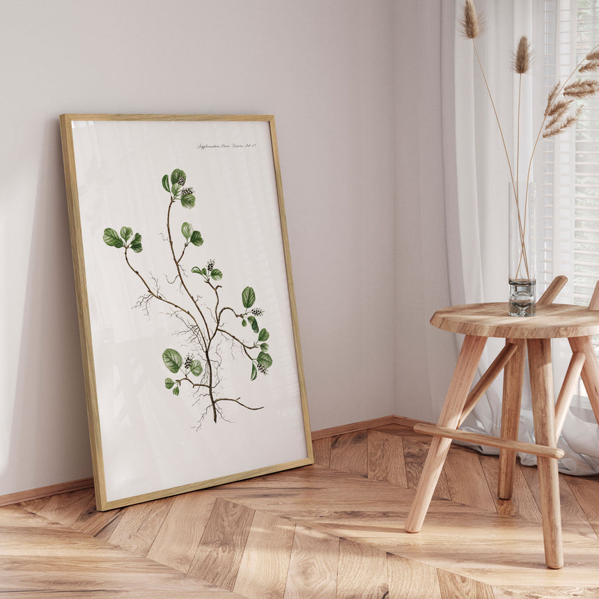 Plakat - Flora Danica 10 - Incado