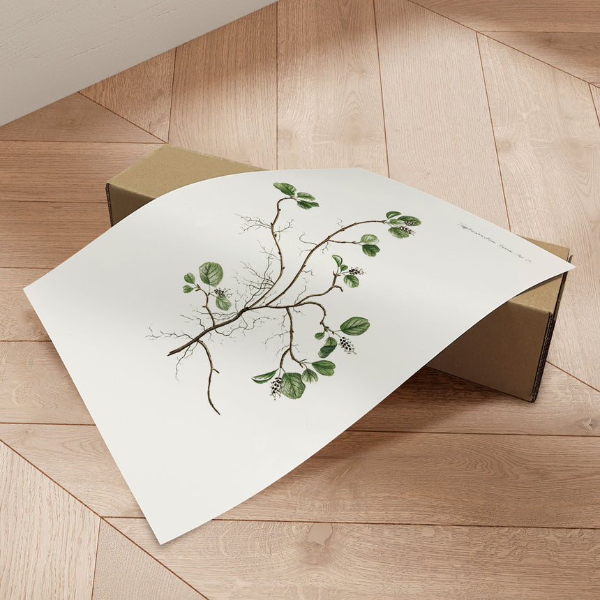 Plakat - Flora Danica 10 - Incado