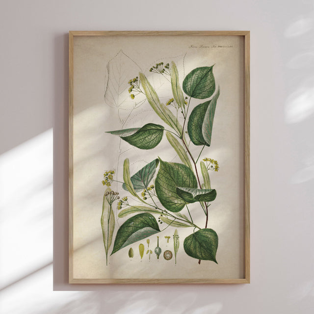 Plakat - Flora Danica 12 - Incado