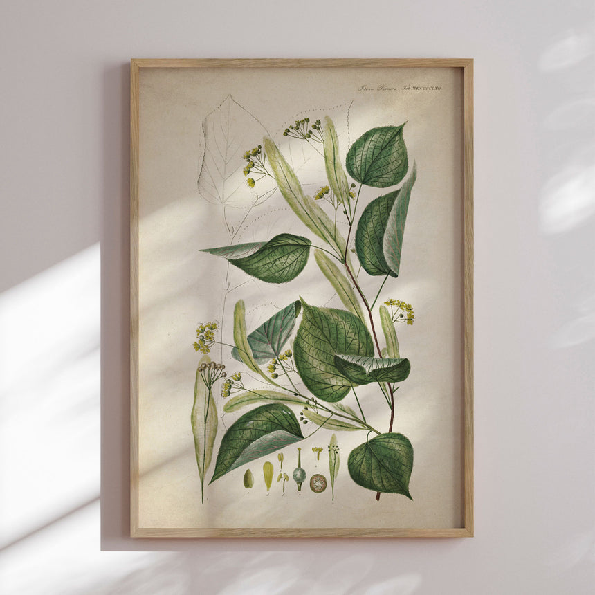 Plakat - Flora Danica 12 - Incado