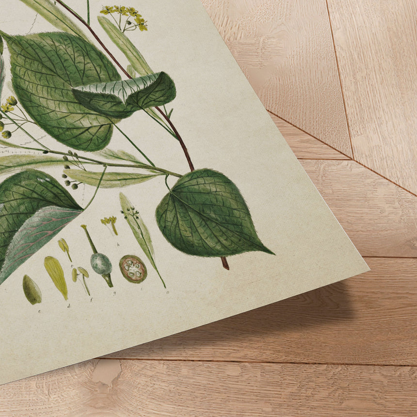 Plakat - Flora Danica 12 - Incado