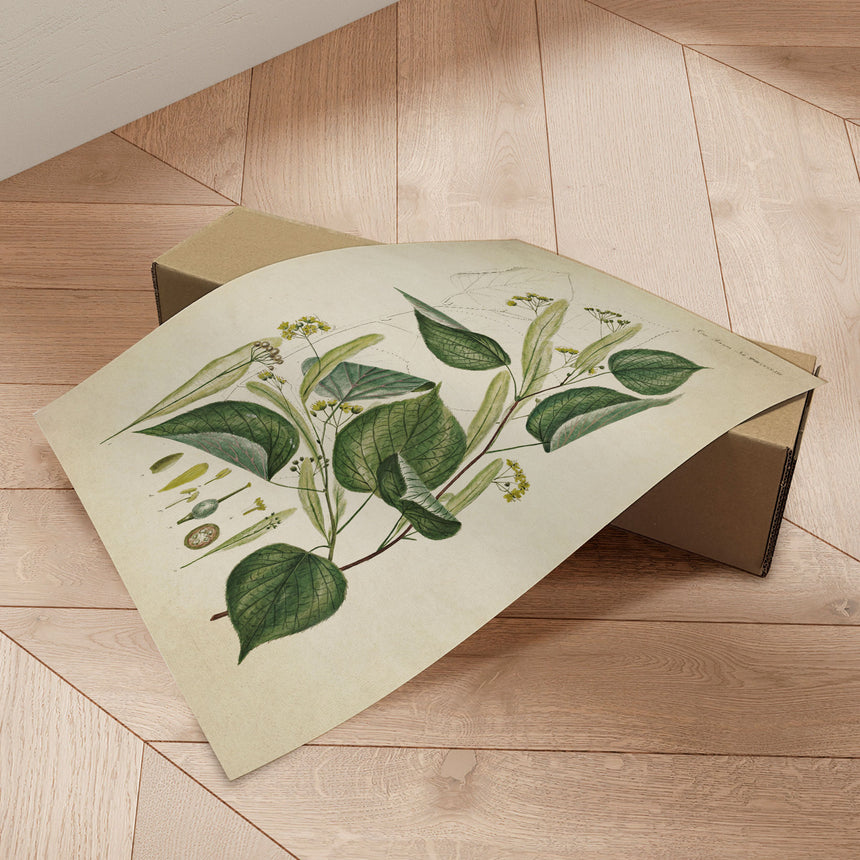 Plakat - Flora Danica 12 - Incado