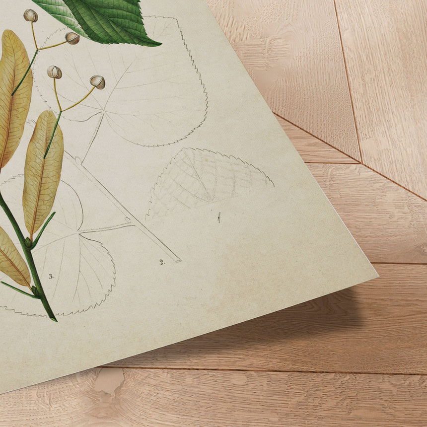 Plakat - Flora Danica 13 - Incado