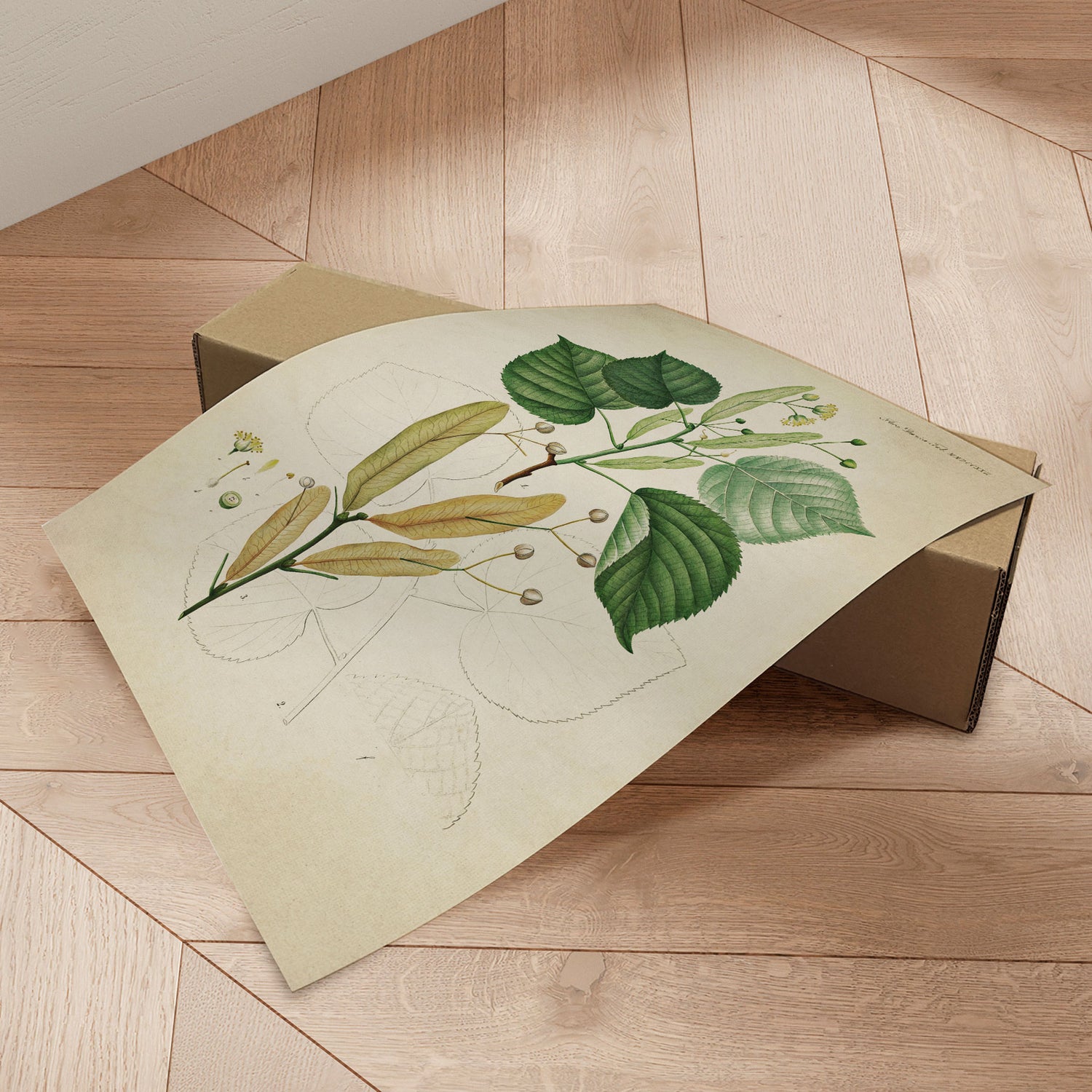 Plakat - Flora Danica 13 - Incado