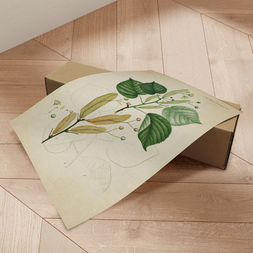 Plakat - Flora Danica 13 - Incado