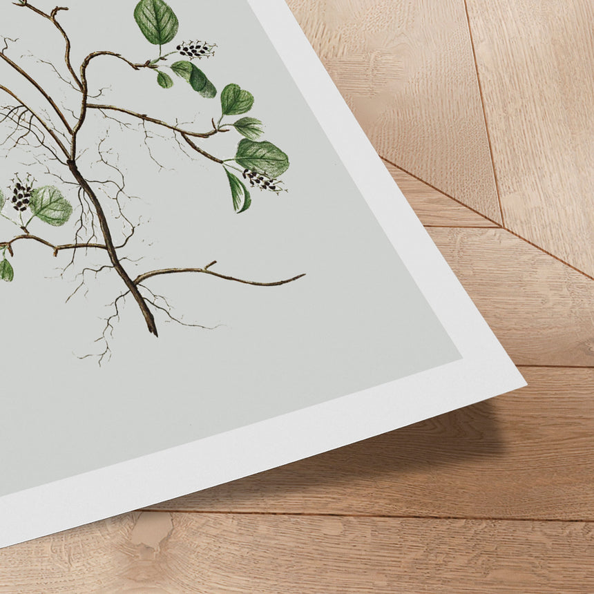 Plakat - Flora Danica 22 - Incado