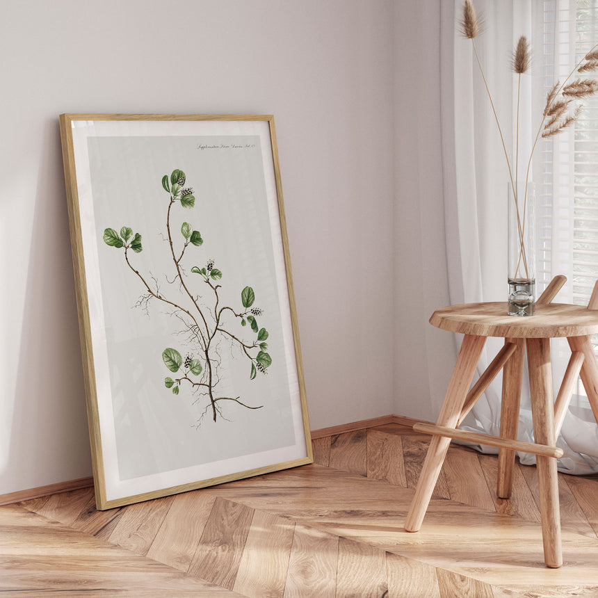 Plakat - Flora Danica 22 - Incado