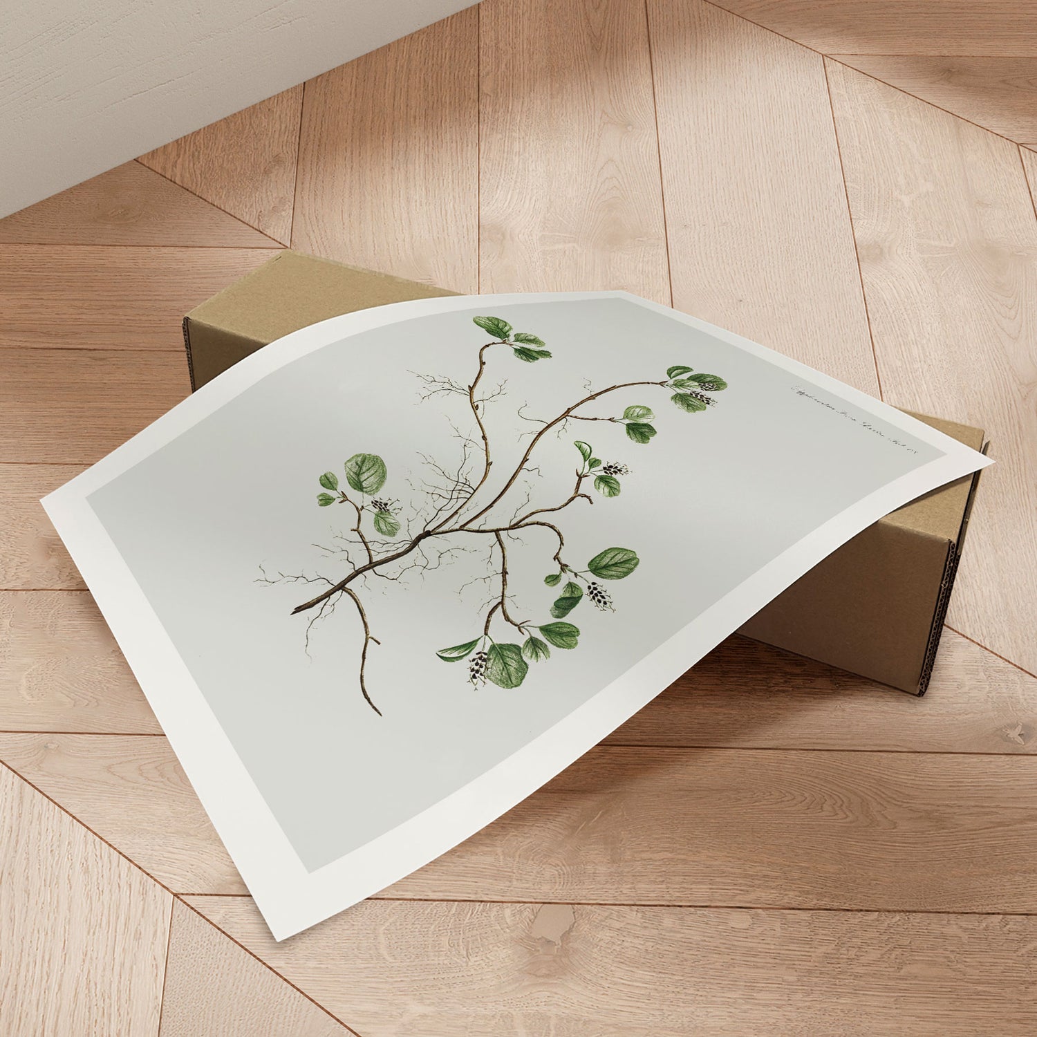 Plakat - Flora Danica 22 - Incado