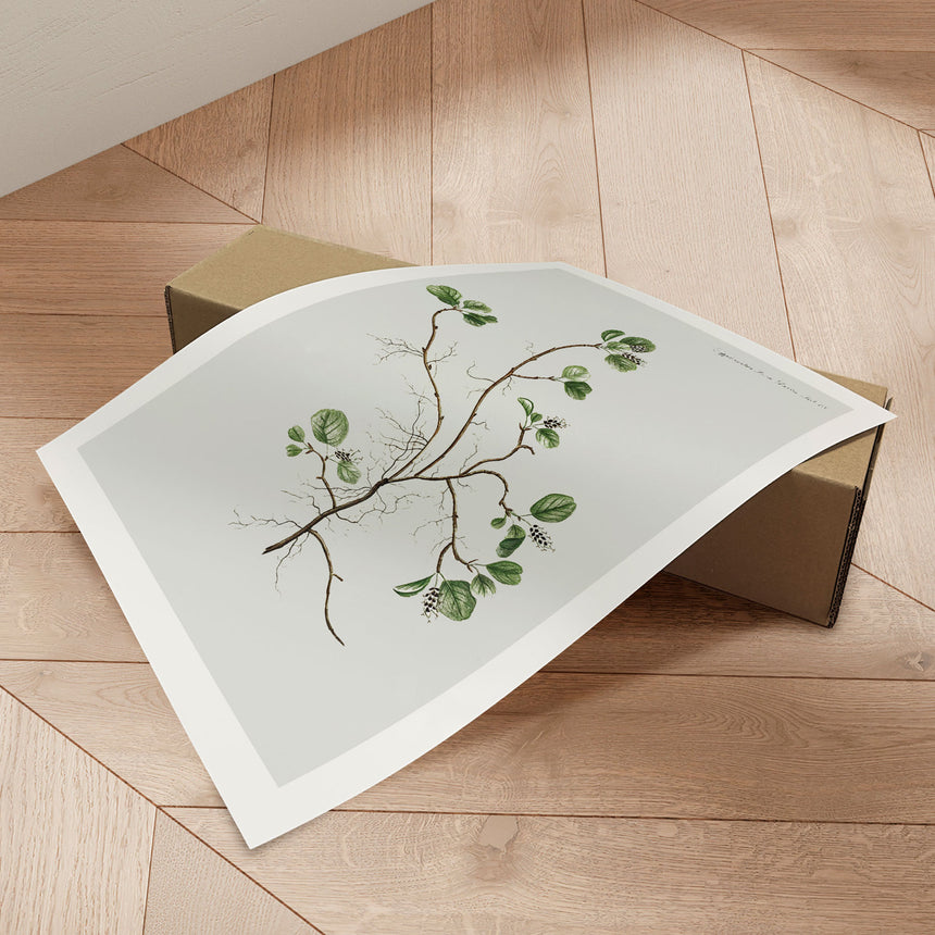 Plakat - Flora Danica 22 - Incado