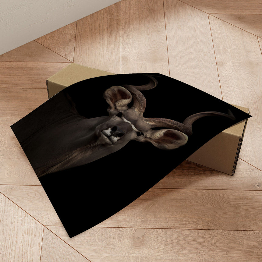 Plakat - Majestic Kudu - Incado