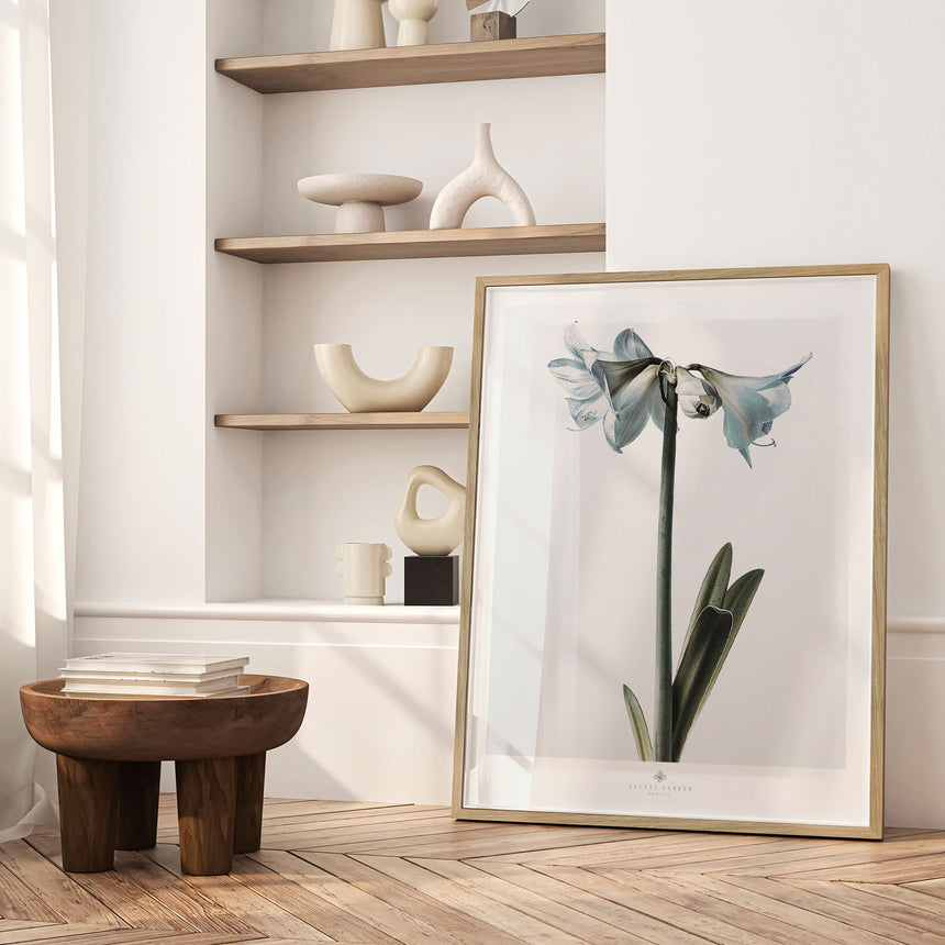 Plakat - Amaryllis - Incado