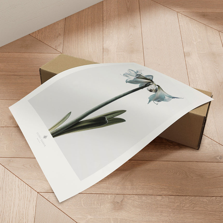 Plakat - Amaryllis - Incado