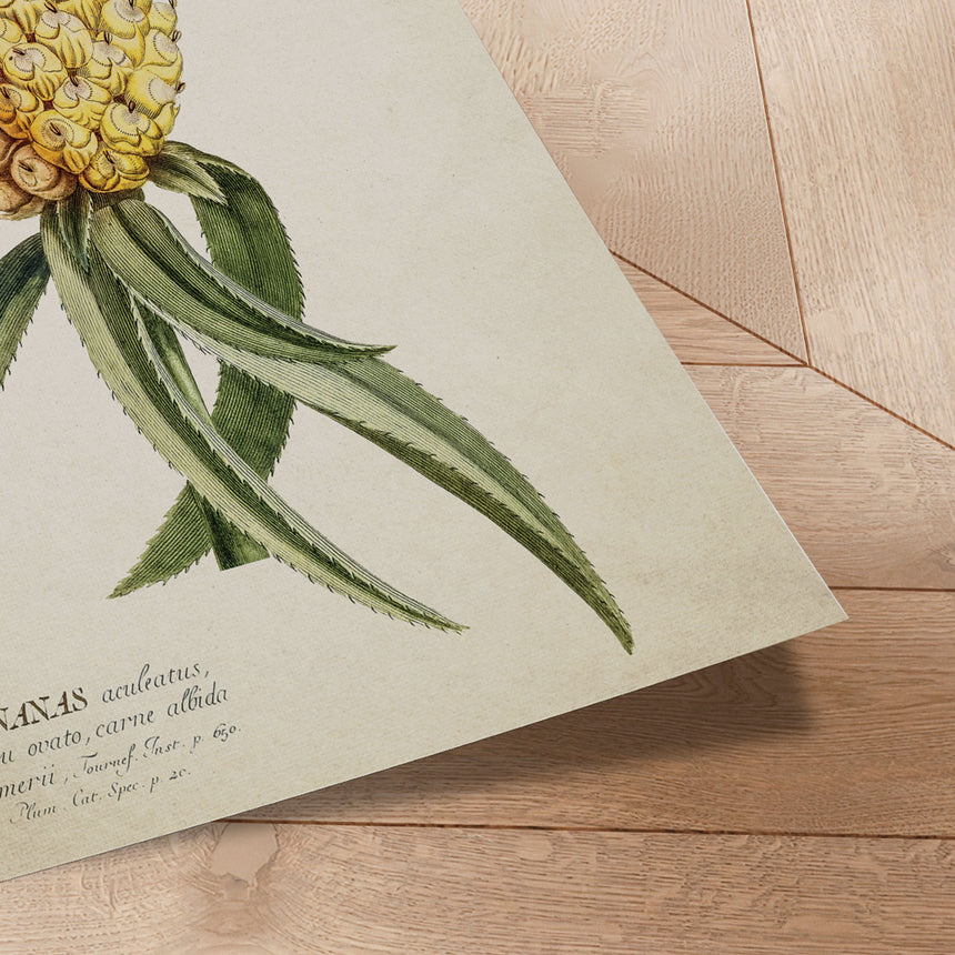 Plakat - Ananas - Incado