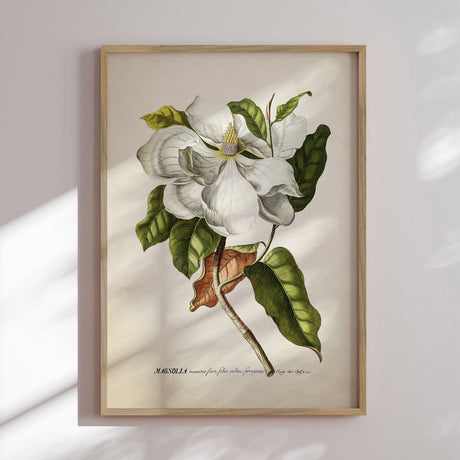 Plakat - Magnolia - Incado