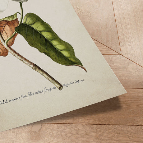 Plakat - Magnolia - Incado