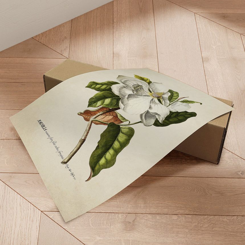 Plakat - Magnolia - Incado