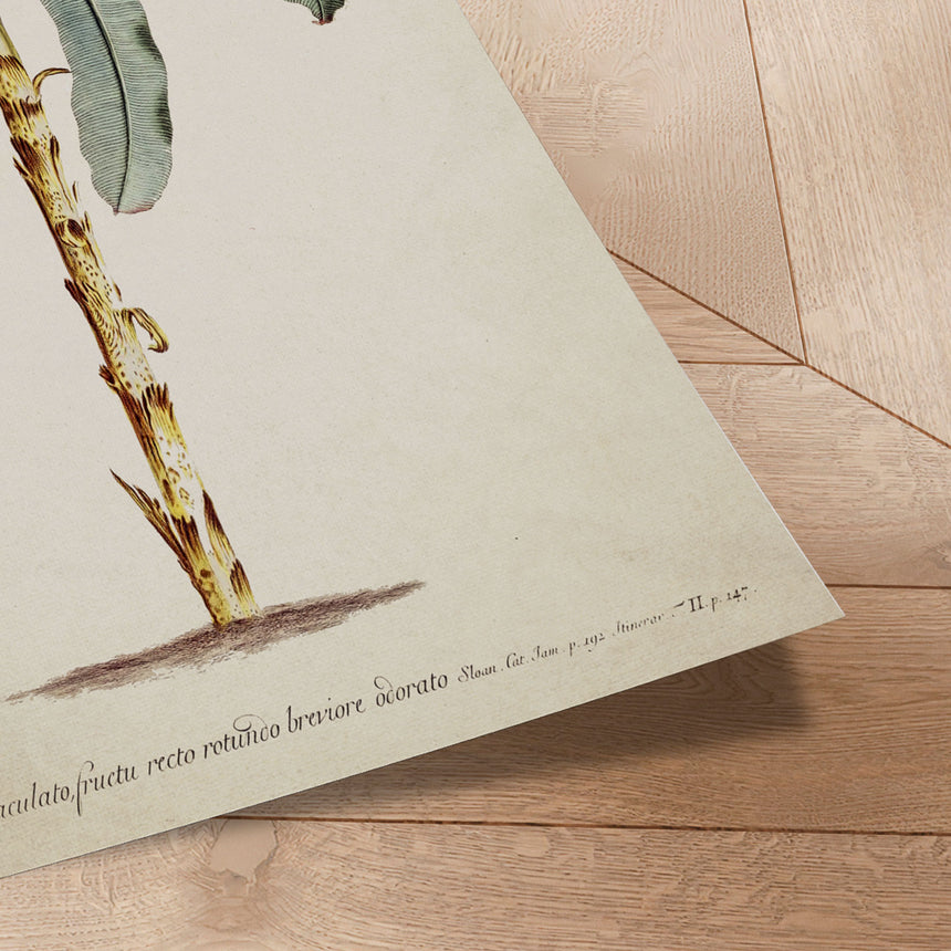 Plakat - Palm - Incado