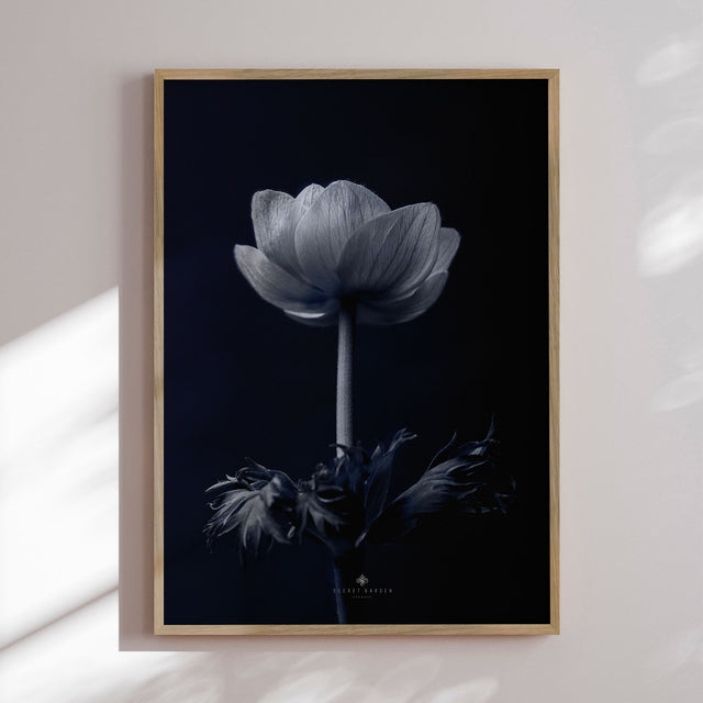 Plakat - Anemone - Incado