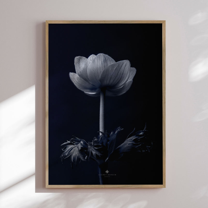 Plakat - Anemone - Incado