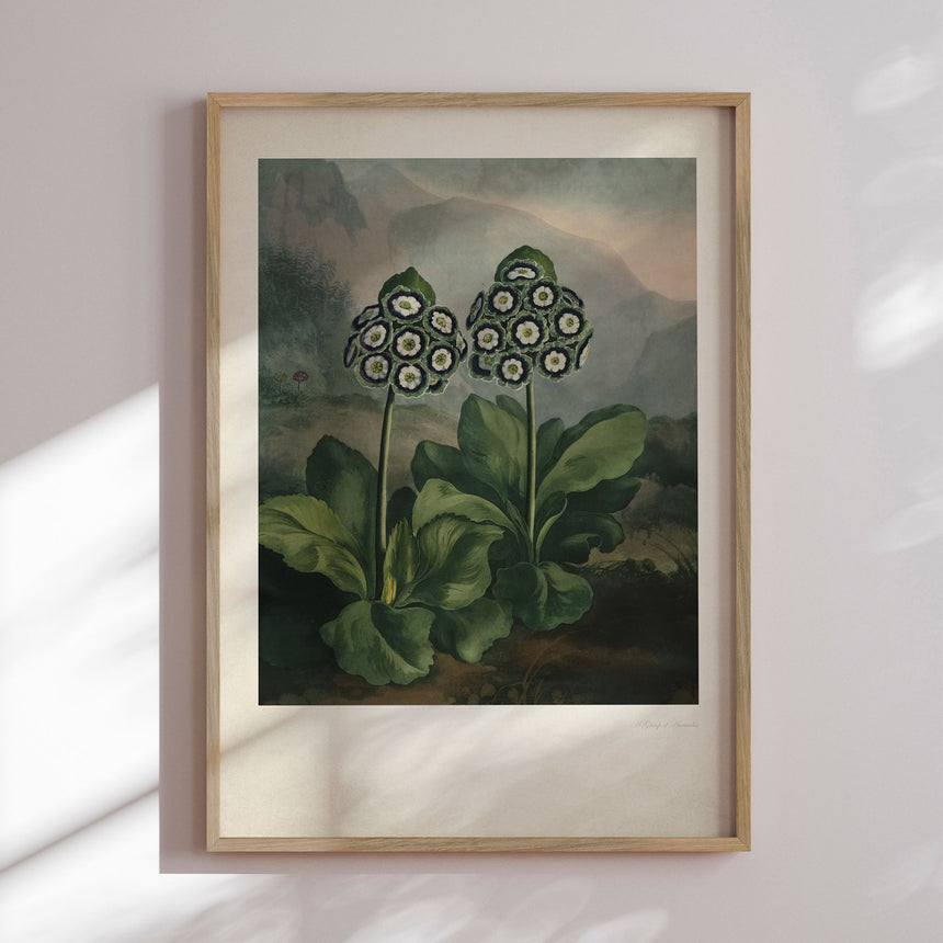 Plakat - Auriculas - Incado