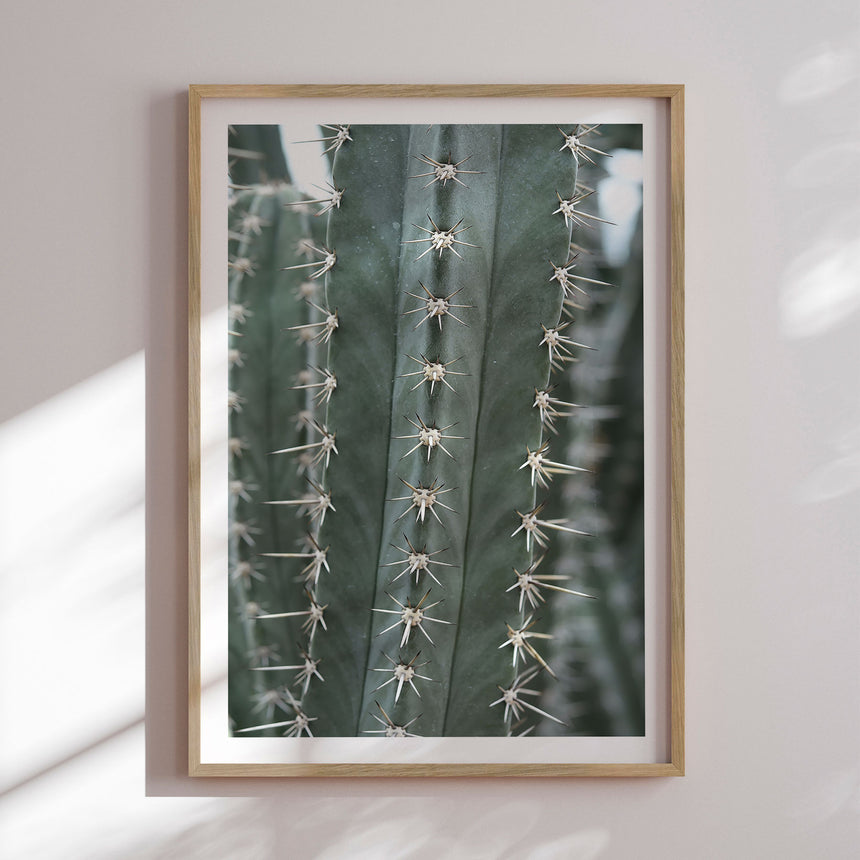 Plakat - Cactus - Incado