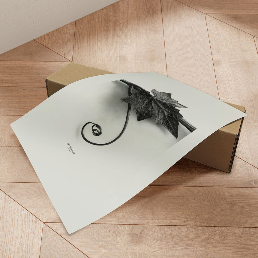 Plakat - Bryonia Alba - Incado