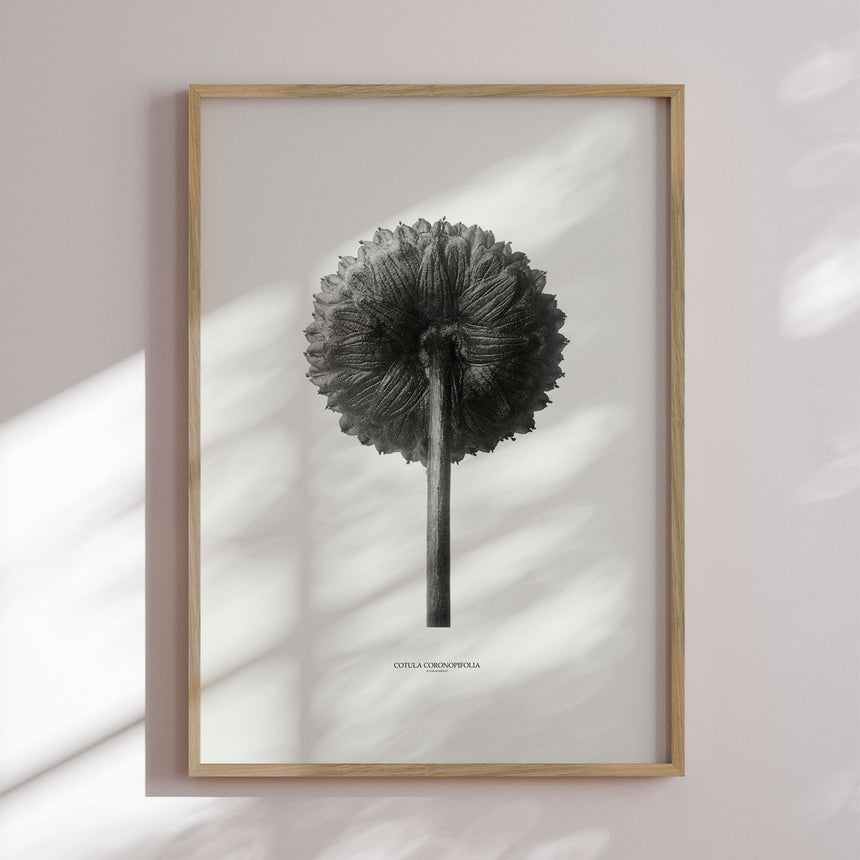 Plakat - Cotula Coronopifolia - Incado