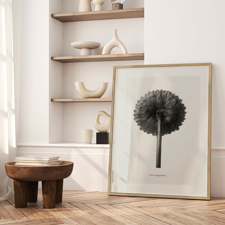 Plakat - Cotula Coronopifolia - Incado