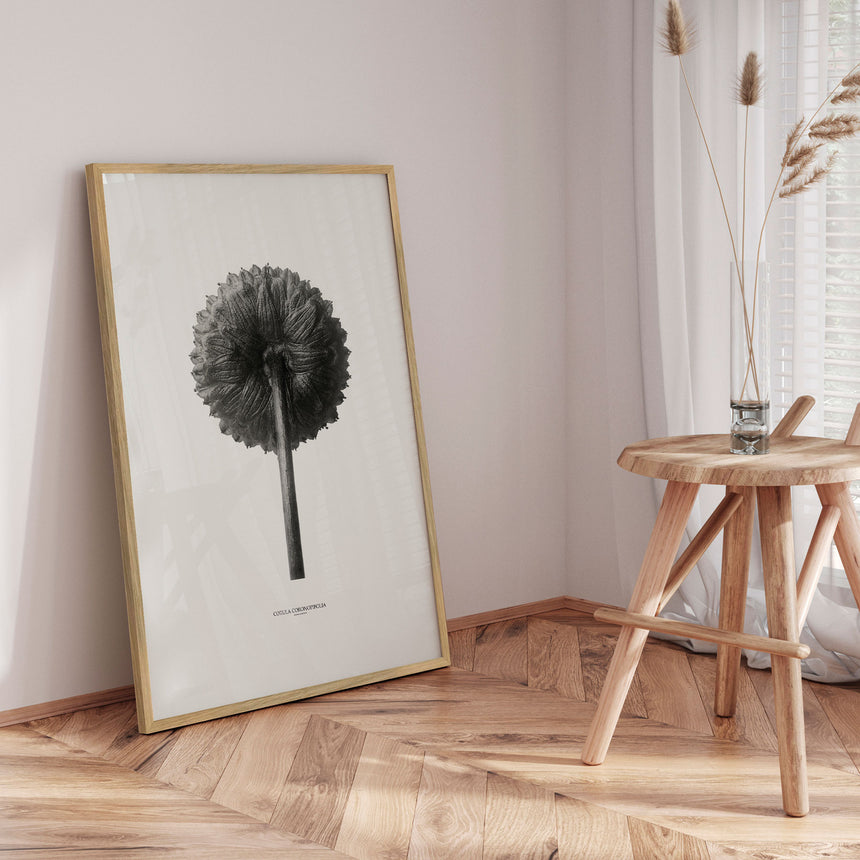 Plakat - Cotula Coronopifolia - Incado