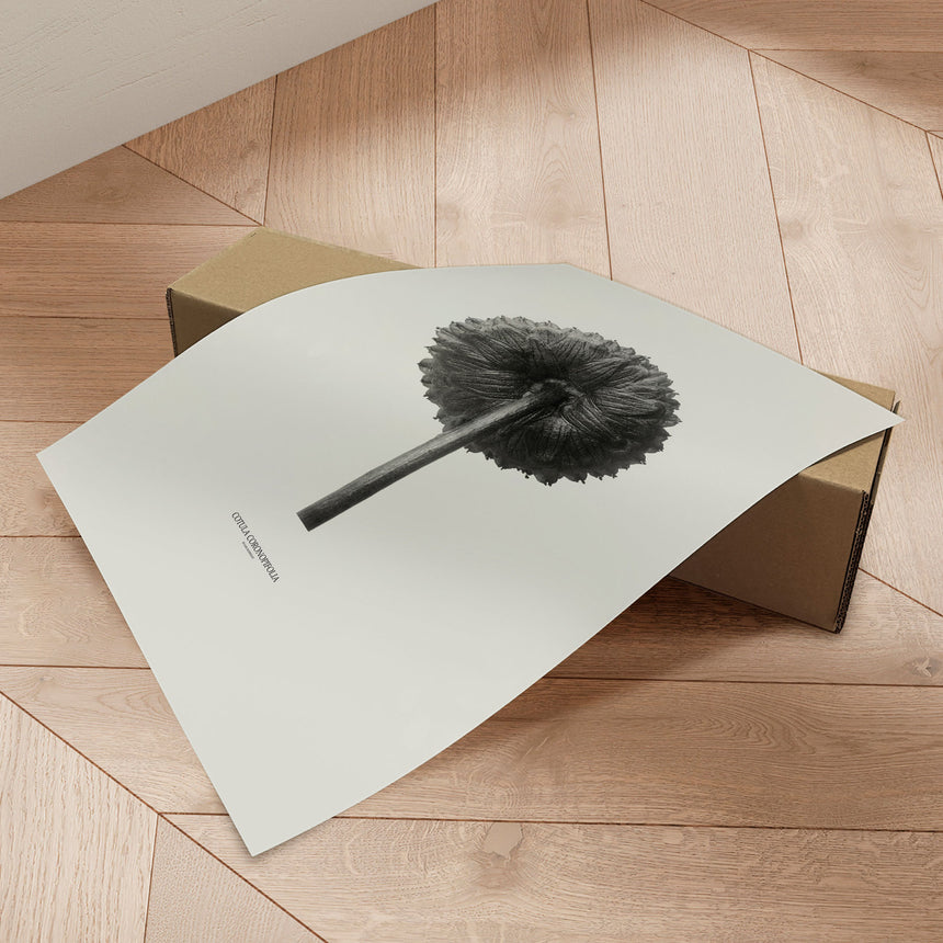 Plakat - Cotula Coronopifolia - Incado