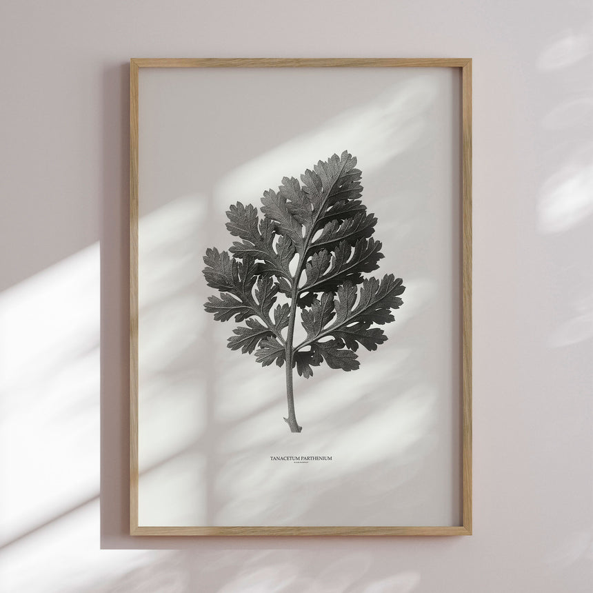 Plakat - Tanacetum Parthenium - Incado