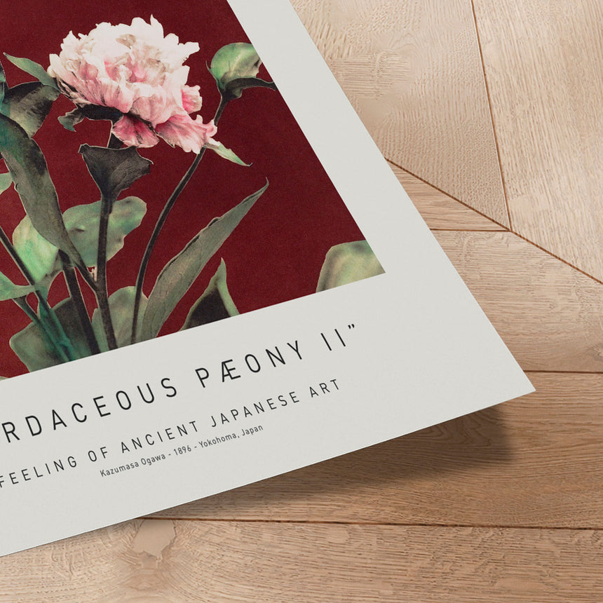 Plakat - Hærdaceous Pæony II - Ancient Art - Incado