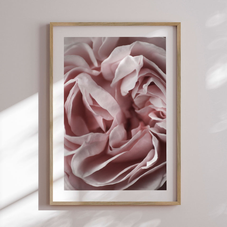 Plakat - Pink Closeup III - Incado