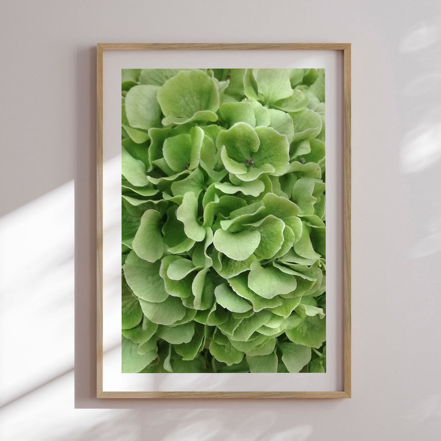 Plakat - Green Hortensia - Incado