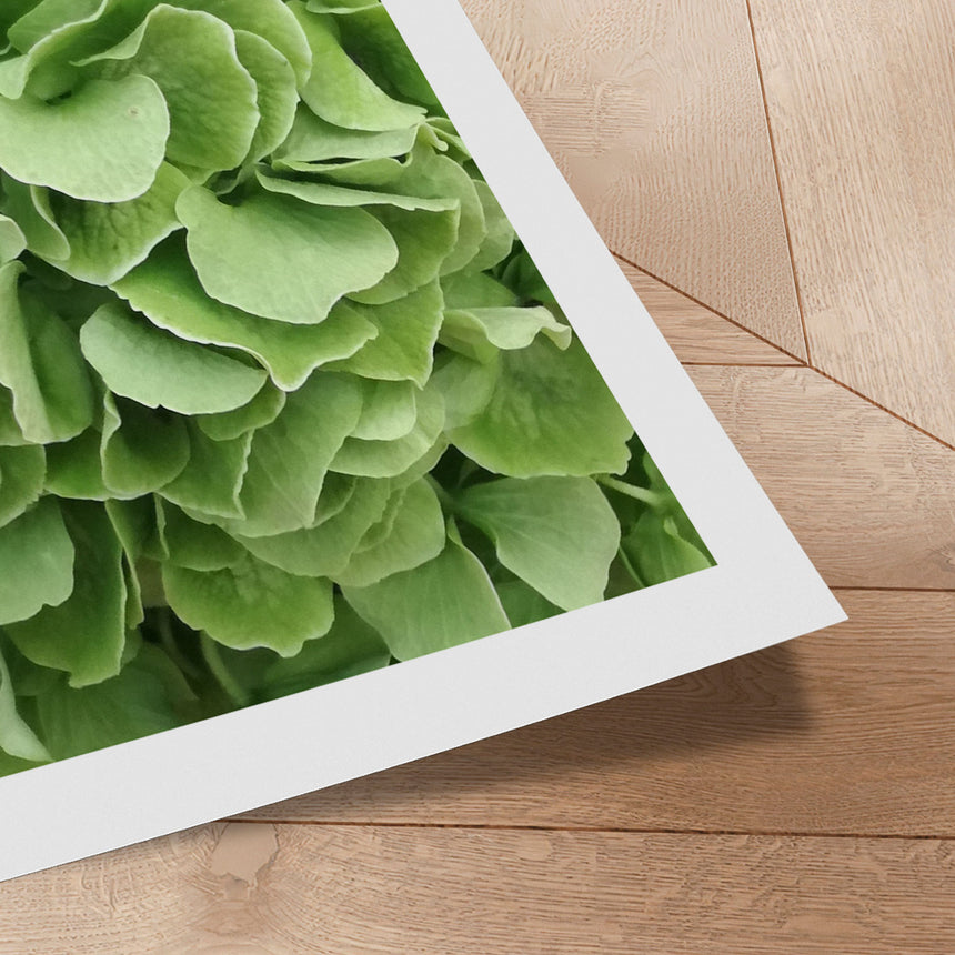 Plakat - Green Hortensia - Incado