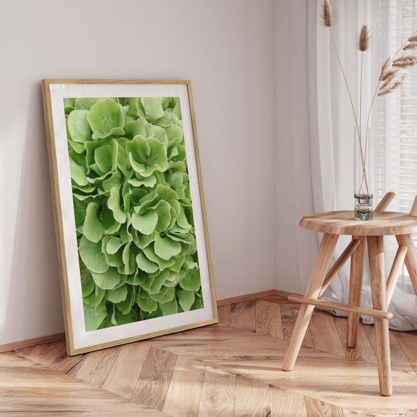 Plakat - Green Hortensia - Incado