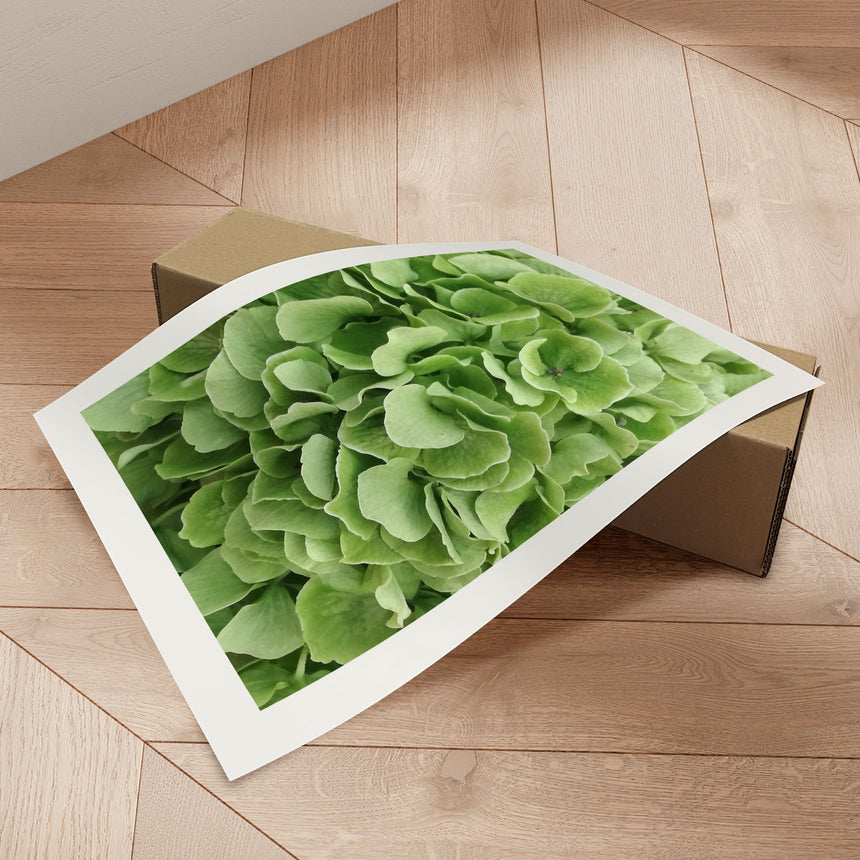 Plakat - Green Hortensia - Incado