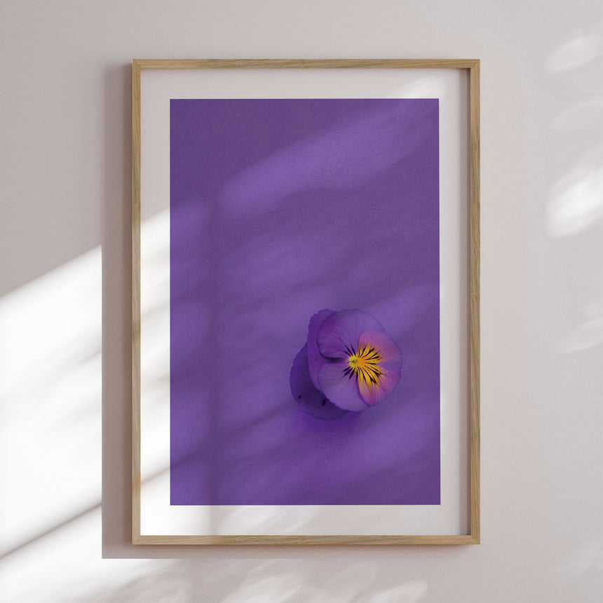 Plakat - Single Anemone - Incado