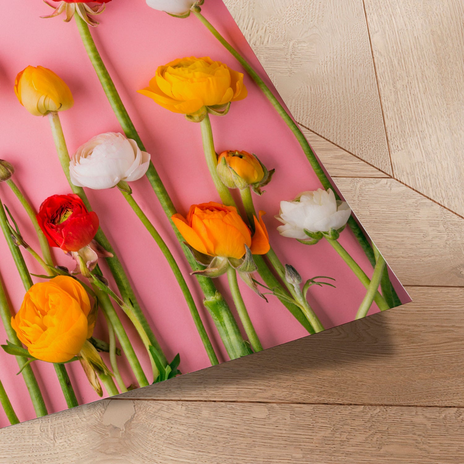 Plakat - Ranunculus Pink - Incado