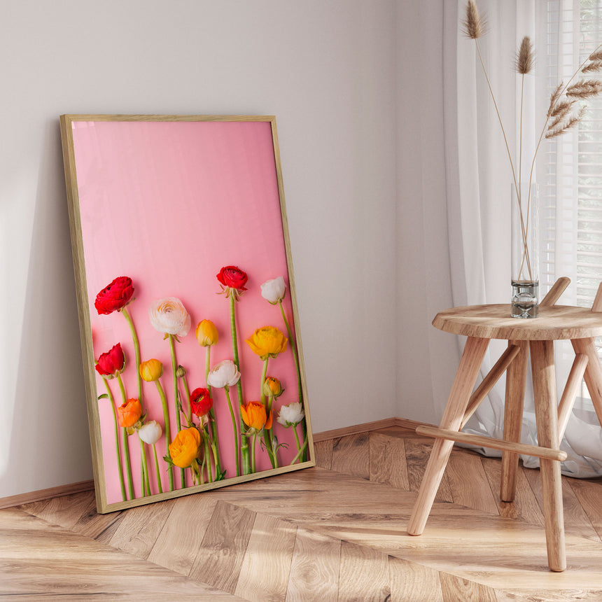 Plakat - Ranunculus Pink - Incado