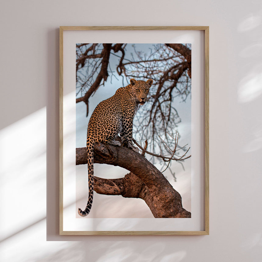 Plakat - Sitting on the Tree - Incado