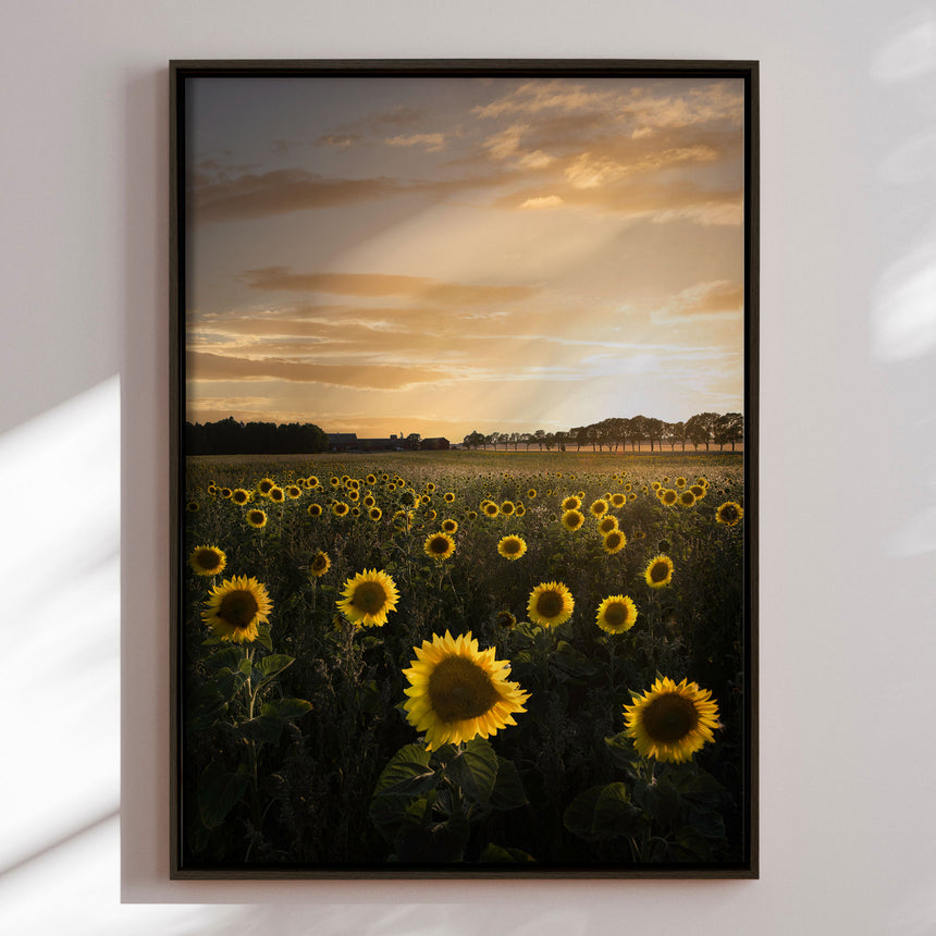 Lærredstryk - Golden Sunflower Field - Christian Lindsten