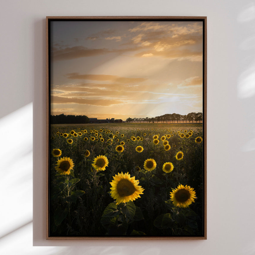 Lærredstryk - Golden Sunflower Field - Christian Lindsten