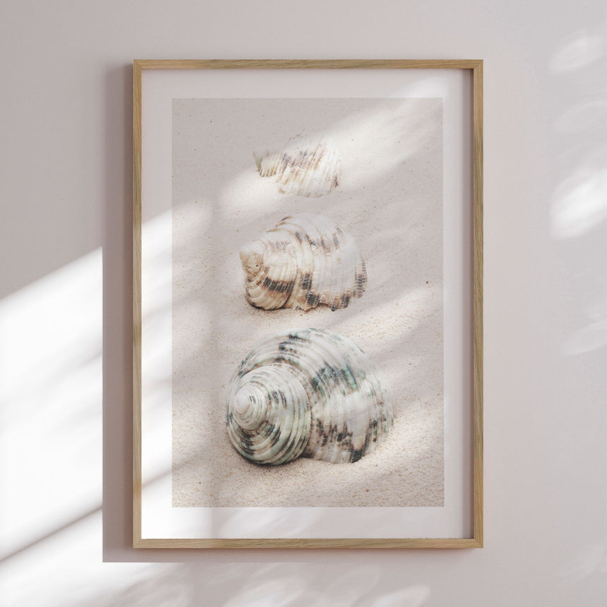 Plakat - Spiral Beach Shells