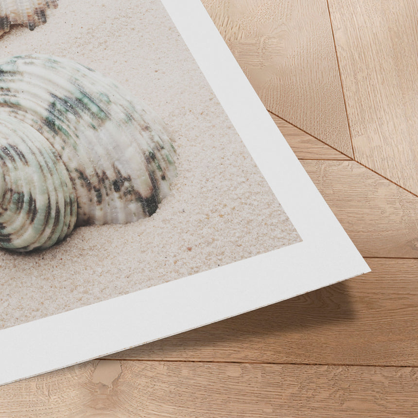 Plakat - Spiral Beach Shells