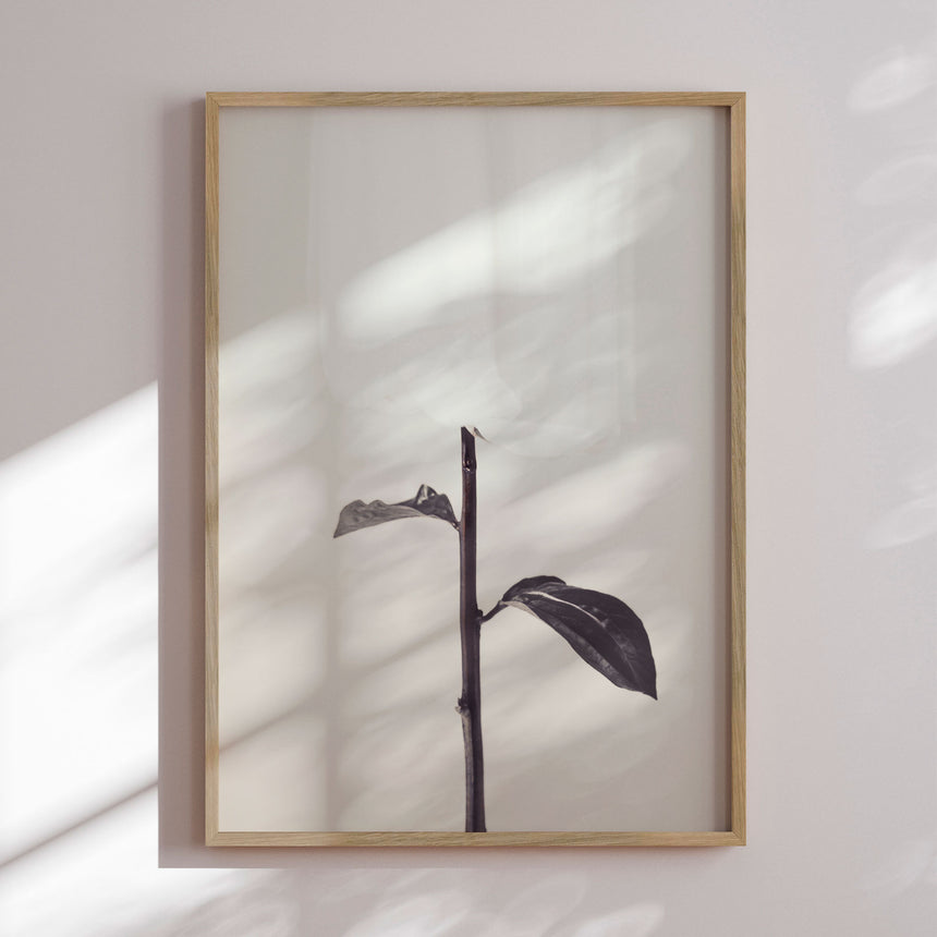 Plakat - Whispered Elegance - 1x Studio II