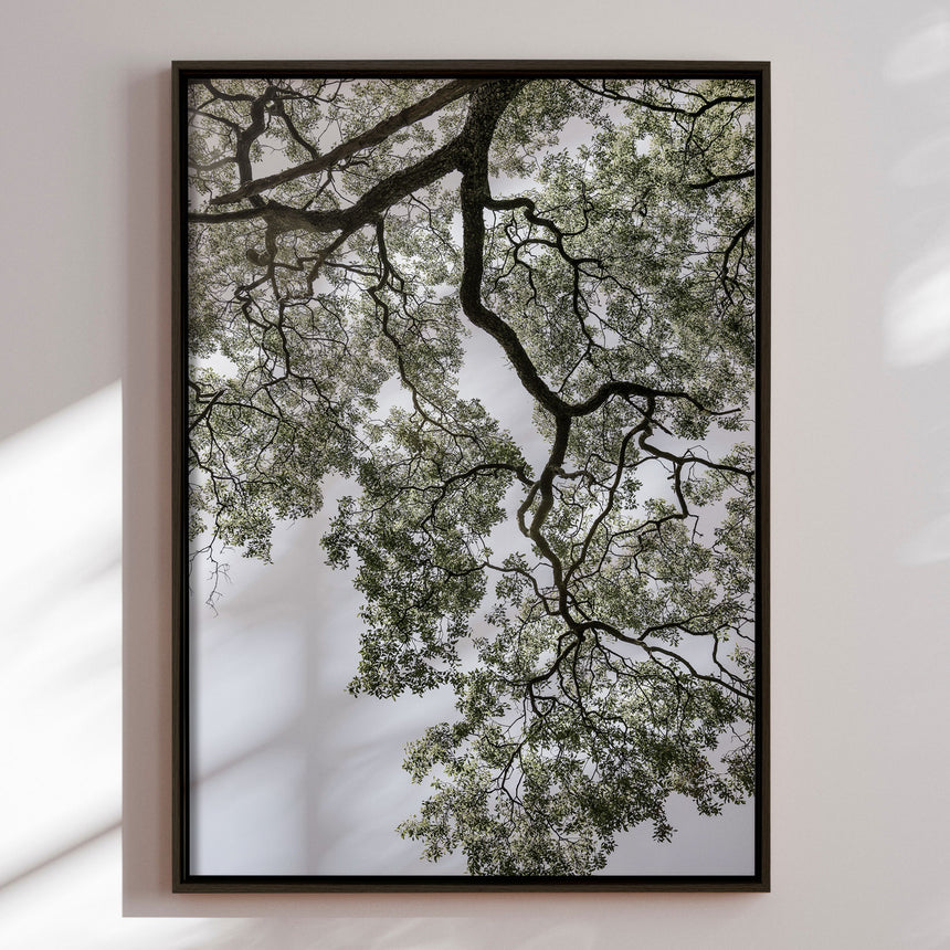 Lærredstryk - Ethereal Canopy - Shot by Clint