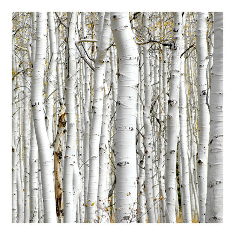 Lærredstryk - Birkestammer - Incado